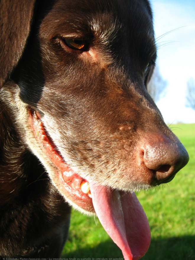 Photo de Labrador retriever