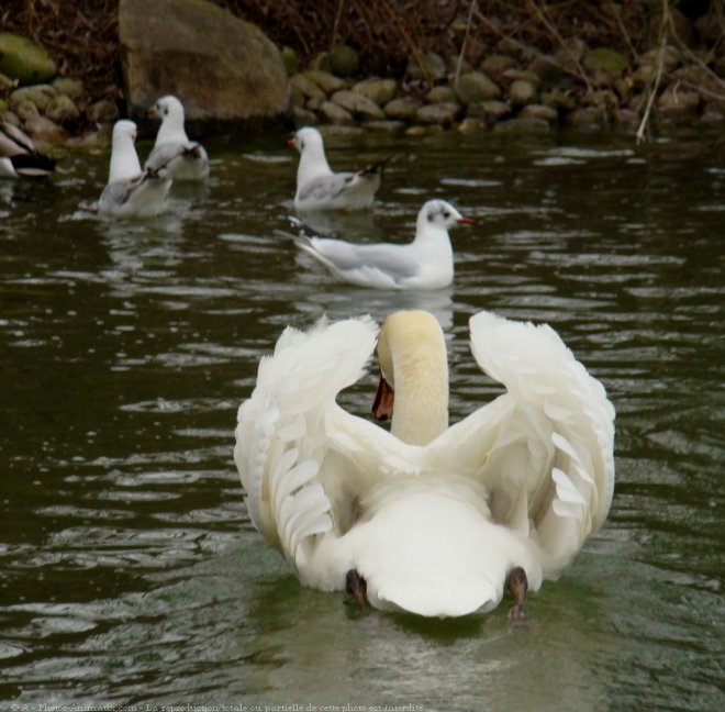 Photo de Cygne