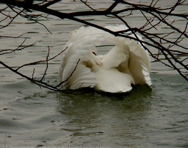 Photo de Cygne