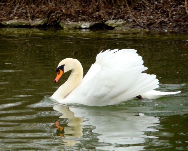 Photo de Cygne