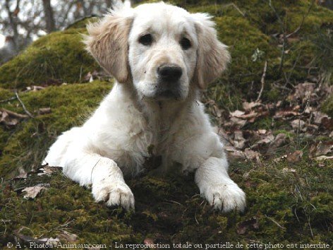 Photo de Golden retriever