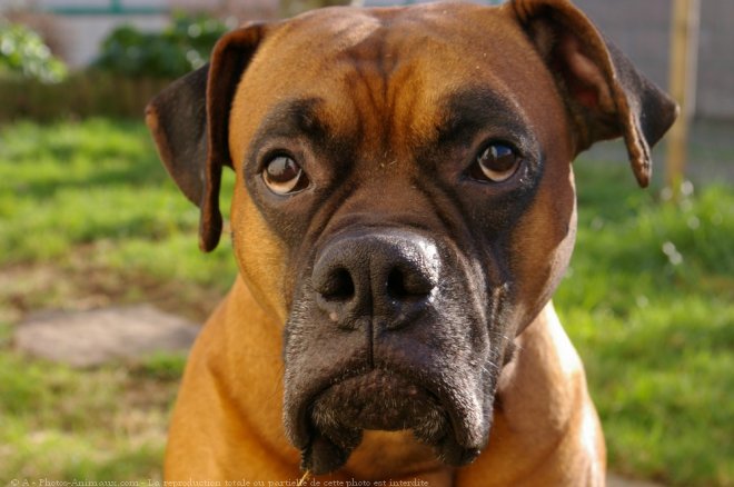 Photo de Boxer