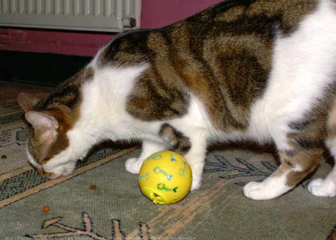 Photo de Chat domestique