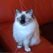 Photo de Sacr de birmanie