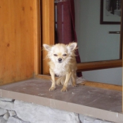 Photo de Chihuahua  poil long