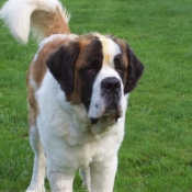 Photo de Saint-bernard poil long