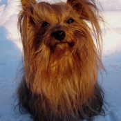 Photo de Yorkshire terrier