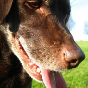 Photo de Labrador retriever