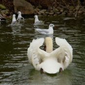 Photo de Cygne