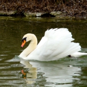 Photo de Cygne