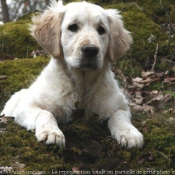 Photo de Golden retriever