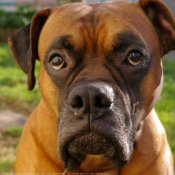 Photo de Boxer