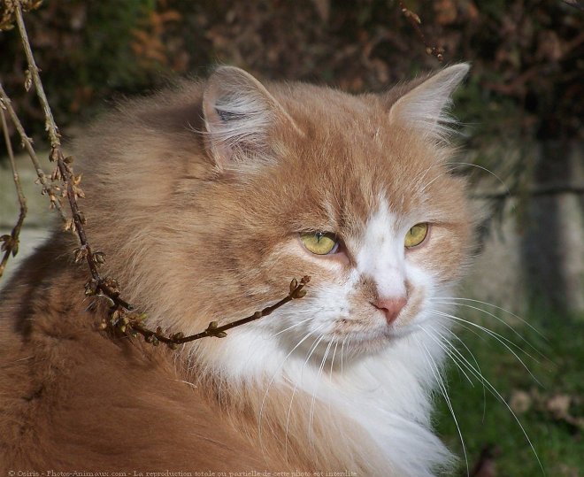 Photo de Chat domestique