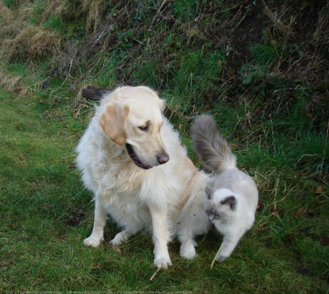 Photo de Races diffrentes