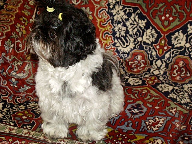 Photo de Shih tzu