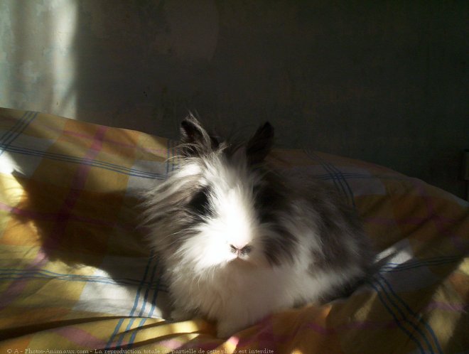 Photo de Lapin