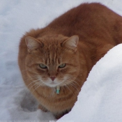 Photo de Chat domestique