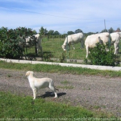 Photo de Golden retriever