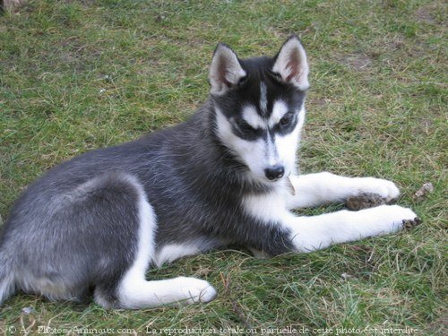 Photo de Husky siberien