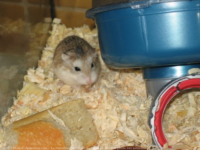 Photo de Hamster