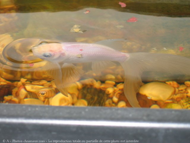 Photo de Poissons rouges