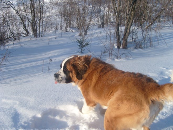 Photo de Saint-bernard poil long