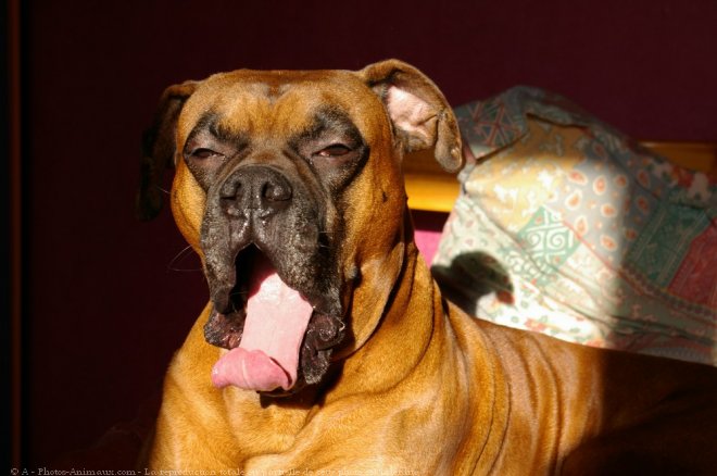 Photo de Boxer