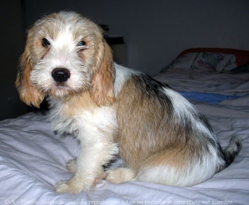 Photo de Petit basset griffon venden