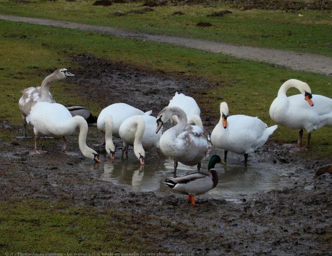 Photo de Cygne