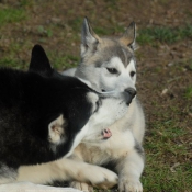 Photo de Husky siberien