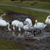 Photo de Cygne