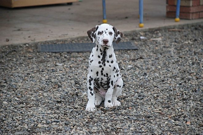 Photo de Dalmatien