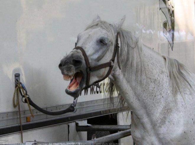 Photo de Camargue