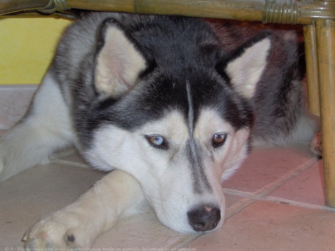 Photo de Husky siberien