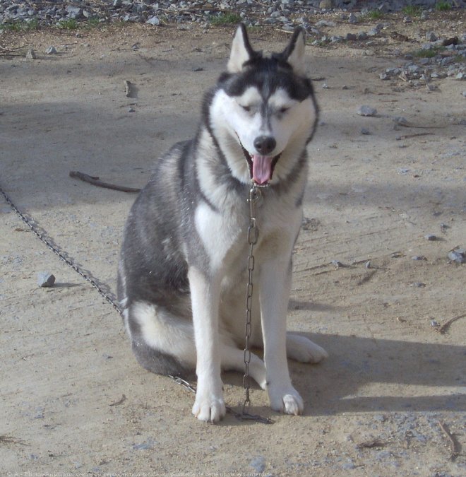 Photo de Husky siberien