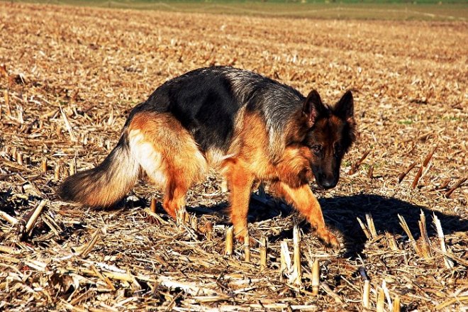 Photo de Berger allemand  poil court