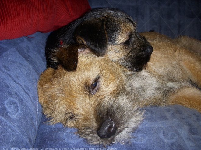 Photo de Border terrier