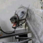 Photo de Camargue