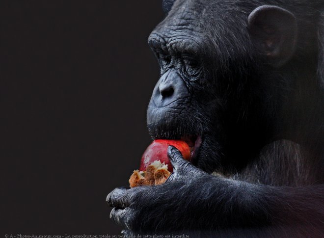 Photo de Singe - chimpanz