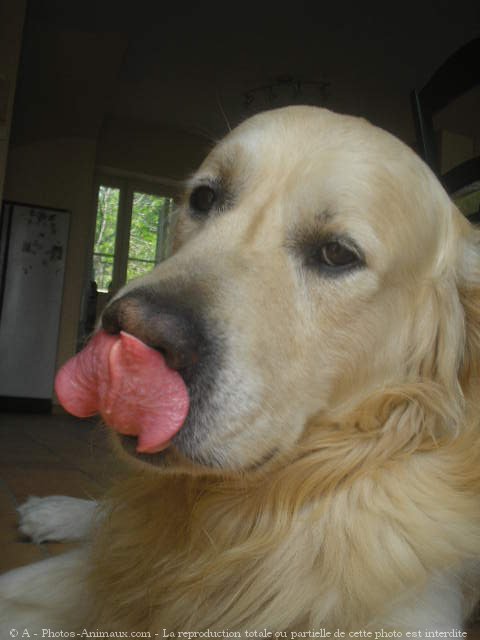 Photo de Golden retriever