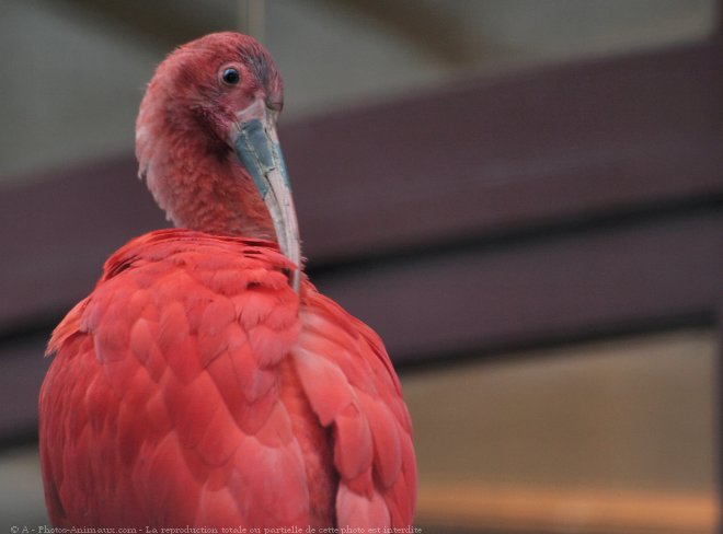 Photo d'Ibis rouge