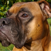 Photo de Boxer