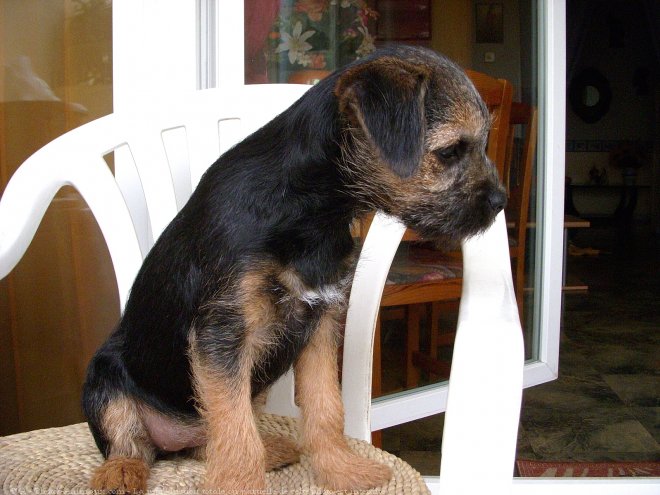 Photo de Border terrier