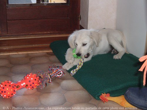 Photo de Golden retriever