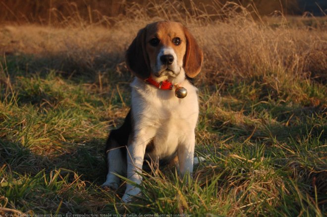 Photo de Beagle