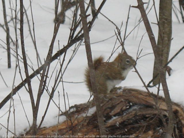 Photo d'Ecureuil