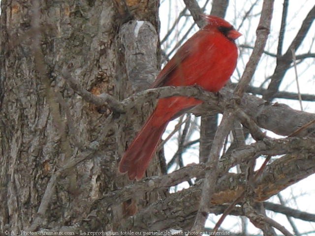 Photo de Cardinal rouge