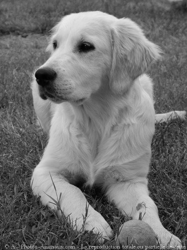 Photo de Golden retriever