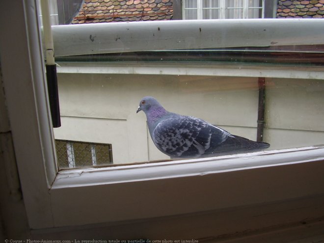 Photo de Pigeon