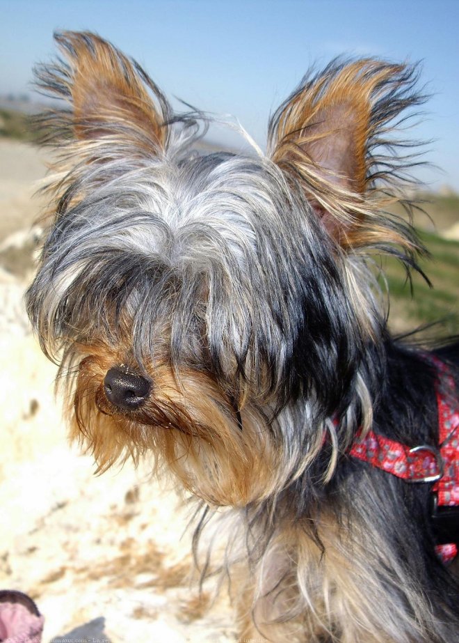 Photo de Yorkshire terrier